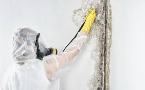 Best Black Mold Removal in New Burlington, OH